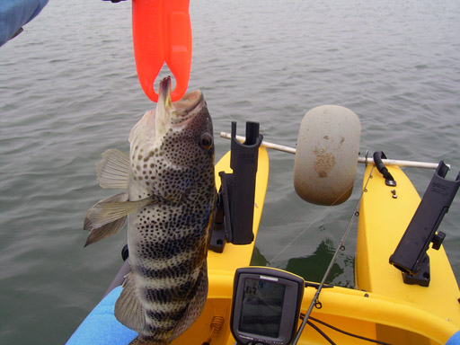 Spotted bay bass in fishing kayak, California